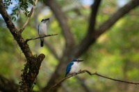 Lednacek promenlivy - Todiramphus chloris - Collared Kingfisher o0110